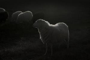 ovejas blancas retroiluminadas foto