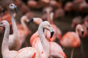 Group of pink flamingos in its natural environment