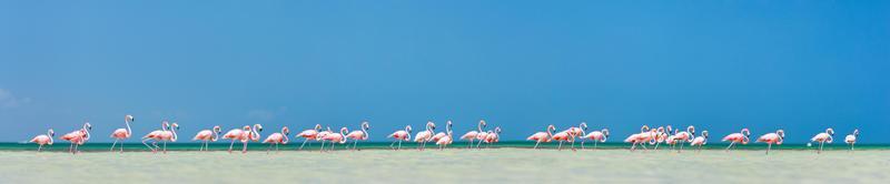 Pink flamingos panorama