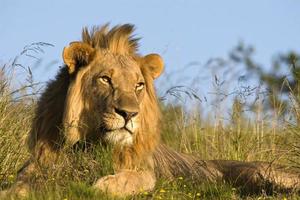 primer plano del león macho en hábitat natural foto