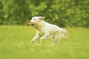 fun young beautiful golden retriever dog puppy running photo