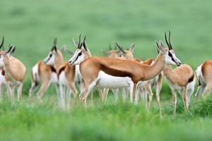 Springbok antelopes