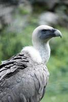 Griffon vulture photo