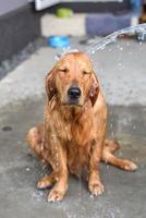 Golden retriever gets a bath photo
