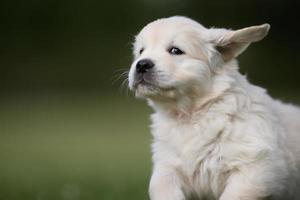 Young golden retriever puppy photo