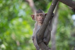 Cute monkeys photo