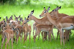 Herd of female and young impalas
