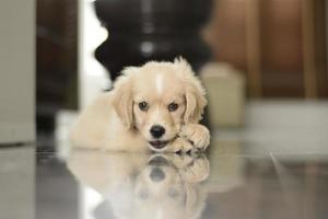 puppy golden retriever photo