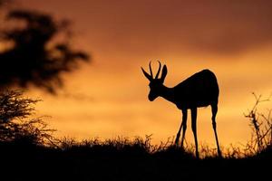 Springbok silhouette photo