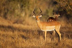 Impala antelope photo