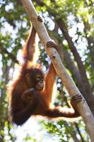 orangután foto