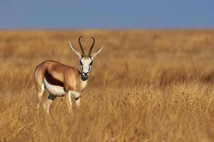 Male Springbok photo
