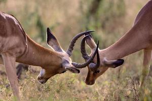 pareja de impalas peleando