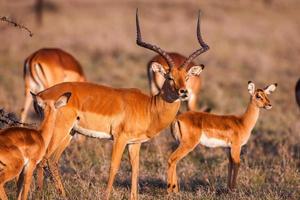 Impala antelope walking on the grass landscape, Africa photo