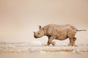 rinoceronte negro bebé corriendo