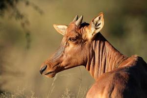 Tsessebe antelope portrait