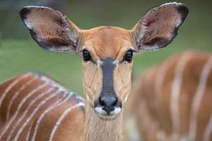 Female Nyala Antelope photo