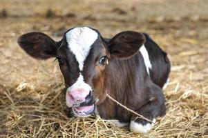 vacas lecheras jóvenes foto