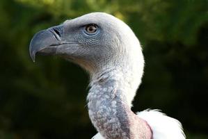 Griffon Vulture Bird Portrait