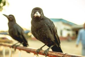 Crows holding on iron traffic barrier.