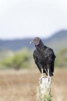 Vertical view of a Black Vulture perched