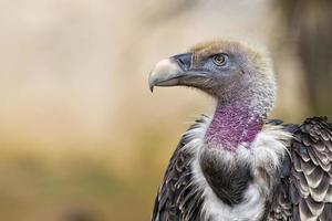 Isolated vulture, buzzard gryphon looking at you