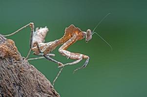 Dead Leaf Praying Mantis (deroplatys dessicata) photo