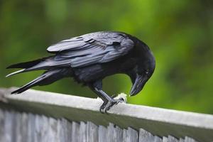 Raven feeding photo