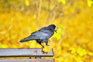 Black crow sitting on bench