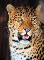 Leopard portrait photo