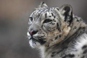 leopardo de las nieves, uncia unci, foto