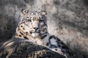 Snow Leopard XVII photo