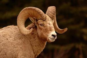 Closeup of a bighorn in the mountains