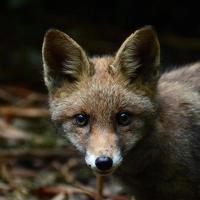 Juvenile fox photo