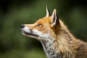 perfil saludable del zorro rojo foto