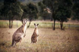 Group of australian kangaroos photo