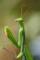 praying mantis photo