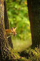 Red fox behind tree trunk peep a lick it self photo