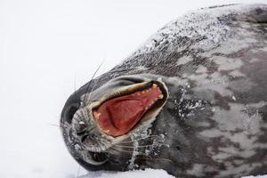 Screaming Seal photo