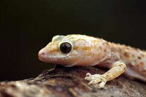 Pink spotted wall lizard photo