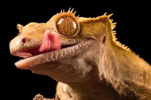 nuevo gecko con cresta caledonia