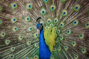 Portrait of beautiful peacock photo