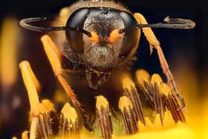 Extreme magnification - Wasp on a flower photo