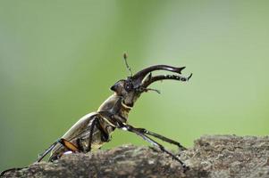 Stag beetle photo