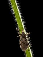 crawling black vine weevil photo