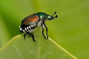 escarabajo japonés foto