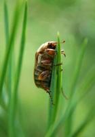 Beetle on a blade of grass photo