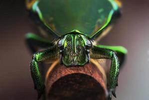 Green Beetle photo
