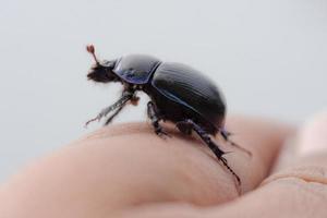 beetle on a finger photo