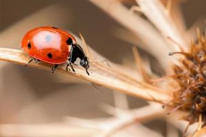 Ladybug photo